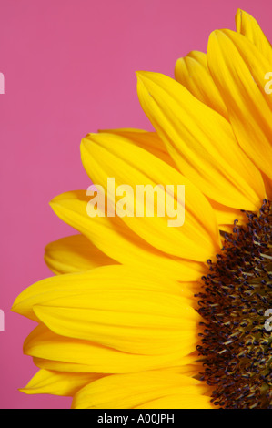 gelbe Sonnenblumen Blätter auf rotem Grund Stockfoto