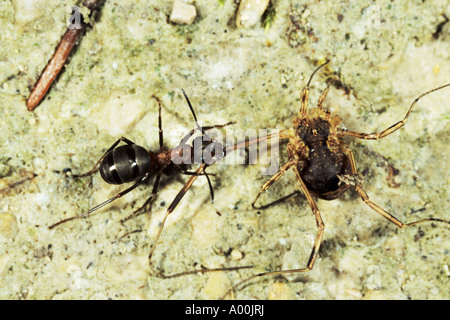 Rote Ameise Formica Rufa Essen das Bein in eine Spinne ohne Beine, die der Spinne keine Chance hat zu fliehen Stockfoto