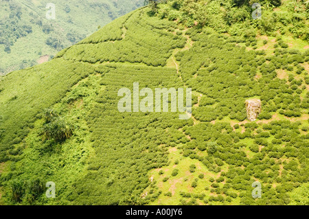 Blick aus der Höhe auf ein üppiges, grünes Teegut in Darjeeling, Westbengalen, Indien, Asien, mit Terrassenhügeln und lebhaften Teeplantagen. Stockfoto