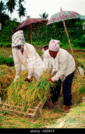 zwei Außendienstmitarbeiter thrash Reispflanzen entfernen die Reiskörner in einem Feld in West-Bali-Indonesien Stockfoto