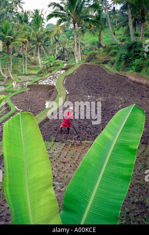Vvew zwischen zwei große Palme Blätter von einem Arbeiter schuften in einem Reisfeld in der Nähe von Ubud Bali Indonesien Stockfoto