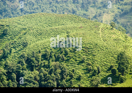 Üppige grüne Teeanlage in Darjeeling, Westbengalen, Indien. Panoramablick auf sanfte Hügel und Teeplantagen in Asien. Stockfoto