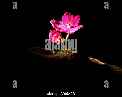 African Violet Flower in weiches Licht im Dunkeln Stockfoto