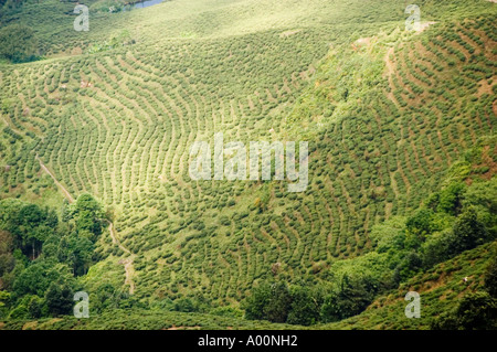 Malerischer Blick auf ein üppiges, grünes Teegut in Darjeeling, Westbengalen, Indien, Asien, mit terrassierten Reihen von Teebräuchern auf sanften Hügeln. Stockfoto