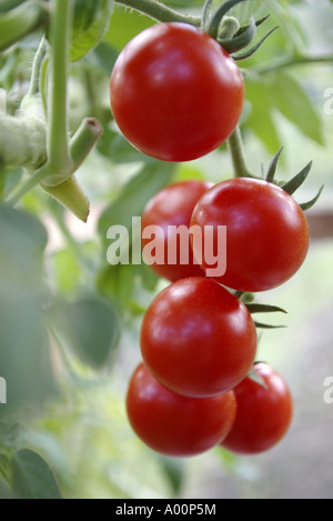Closeup Aufnahme von Reife Pflaume Tomaten an der Pflanze Stockfoto
