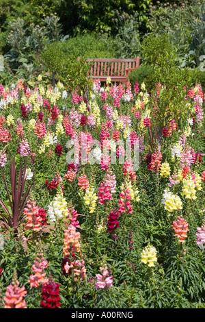 Blume Garten Golders Hill Park London England Stockfoto