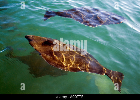 dh Hippoglossus hippolgossus HALIBUT UK Flachfisch Halibut schwimmt in der Aquakultur unter Wasser Stockfoto
