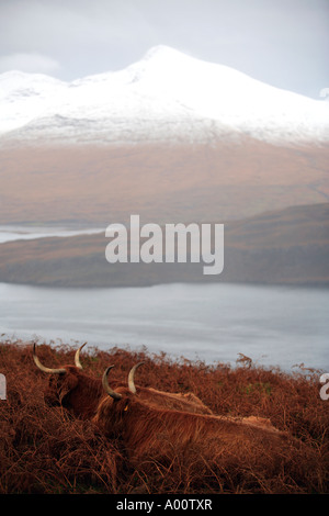 VEREINIGTES KÖNIGREICH SCHOTTLAND WESTERN ISLES INNEREN HEBRIDEN INSEL MULL HIGHLAND RINDER WEIDEN IN EINER VERSCHNEITEN KULISSE Stockfoto