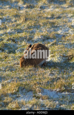 Dh Brown Hare Hare UK am frühen Morgen Fütterung in schneebedeckten Feld Stockfoto