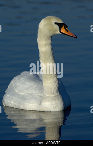 Höckerschwan Cygnus Olor Porträt Richmond UK Stockfoto