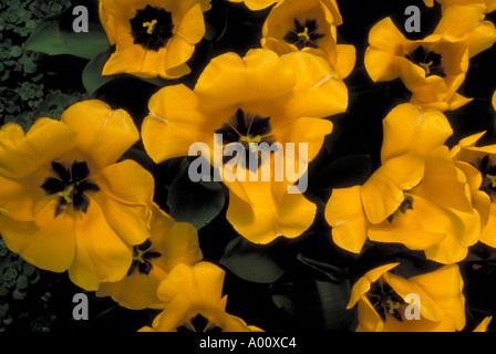 Gelbe Tulpen Como Park St.Paul Minnesota Stockfoto