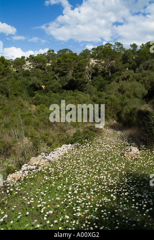 dh BARRANC DE BINIGAUS MENORCA Gänseblümchen im Kalkstein-Schlucht-Tal Stockfoto