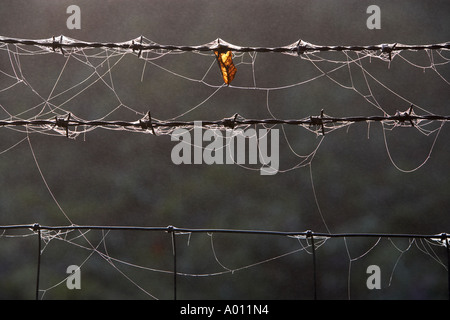 Tau beladen Spinnen Webs auf Draht-Zäune Stockfoto