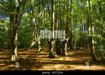 Buche im Epping Forest teilweise in London teilweise in Essex aber von der City of London Stockfoto