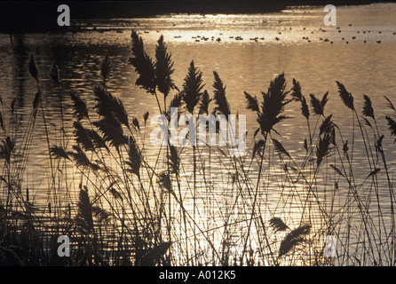 Schilf Phragmites Communis bei Sonnenuntergang North Norfolk Feuchtgebiete Stockfoto