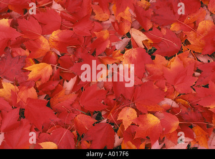 Teppich von rot-orange Ahornblätter, Acer rubrum, liegend in Stapeln auf dem Boden im Nachmittag, USA Stockfoto