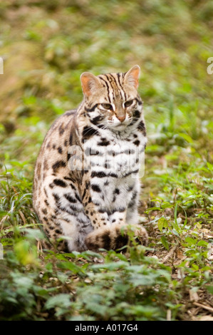 Eine sitzende indische Leopardenkatze Felis benghalensis in einem natürlichen, grasbewachsenen Lebensraum, mit wunderschönem geflecktem Fell und wacher Haltung. Stockfoto