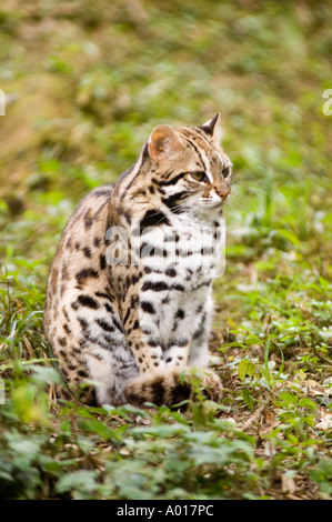Eine sitzende indische Leopardenkatze (Felis benghalensis) in ihrem natürlichen Lebensraum, die ihr schönes geflecktes Fell und ihre wachsame Haltung zeigt. Stockfoto