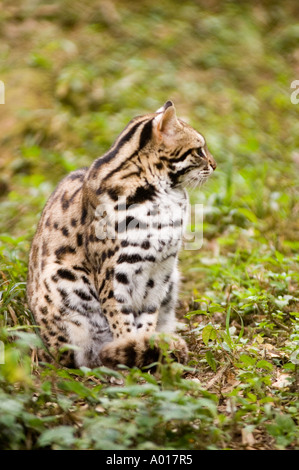 Eine sitzende indische Leopardenkatze Felis benghalensis in einem natürlichen, grasbewachsenen Lebensraum, die ihr charakteristisches gepunktetes Fell und Profil zeigt. Stockfoto