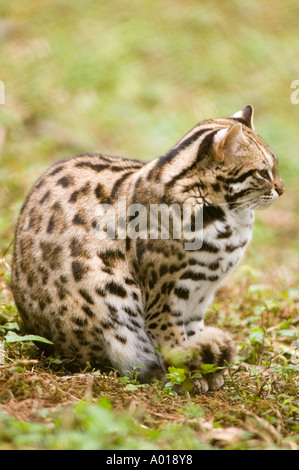Eine sitzende indische Leopardenkatze Felis benghalensis in ihrem natürlichen Lebensraum, die ihr wunderschönes geflecktes Fell und ihr waches Profil zeigt. Stockfoto