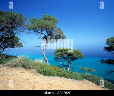 Baeume am Meer in Nea Fokea, Chalkidike, Griechenland Stockfoto