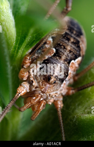 Weibliche Harvestman Closeup (Phalangium Opilio) Stockfoto