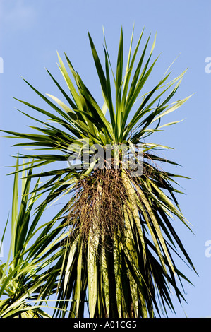 Eine lebendige Palme mit langen, stacheligen Blättern vor einem klaren blauen Himmel, wächst in Darjeeling, Westbengalen, Indien. Stockfoto