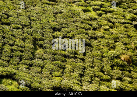 Blick aus der Höhe auf ein üppiges, grünes Teegut in Darjeeling, Westbengalen, Indien, Asien. Stockfoto
