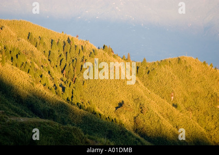 Malerisches Teeanwesen in Darjeeling West Bengalen Indien Asien. Sanfte Hügel einer Teeplantage, die morgens in goldenes Sonnenaufgangslicht getaucht ist. Stockfoto