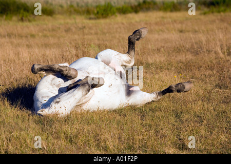 In den frühen Morgenstunden in der Camargue Landschaft befindet sich im Süden von Frankreich einige Schimmel Leben frei und wild Stockfoto