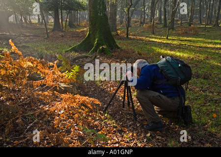 Naturfotograf, die Verwendung eines Stativs in The New Forest National Park, Hampshire, UK Stockfoto