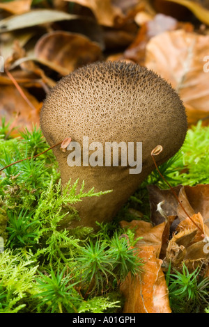 Gemeinsamen Puffball Pilze (Lycoperdon Perlatum) in der New Forest, Hampshire, UK Stockfoto