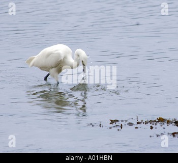 Kleiner Reiher Egretta Garzetta fällt das Wasser versucht Fische zu fangen Stockfoto