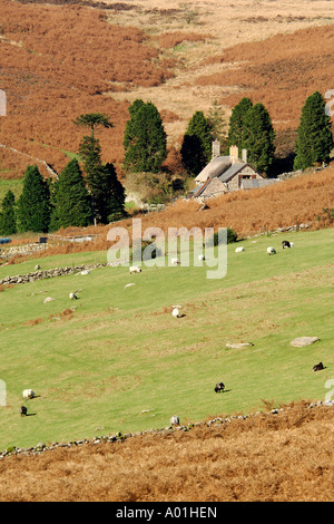 Dartmoor Farm auf einem Hügel im Herbst in Adlerfarn bedeckt. Stockfoto