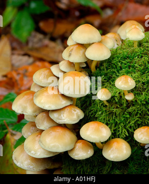 Große Ansammlung von Pilzen wahrscheinlich Sulphur Tuft Grünblättriger Fasciculare wachsen auf Moos bedeckt Baumstumpf Stockfoto