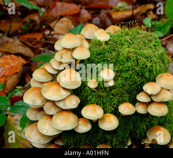 Große Ansammlung von Pilzen wahrscheinlich Sulphur Tuft Grünblättriger Fasciculare wachsen auf Moos bedeckt Baumstumpf Stockfoto