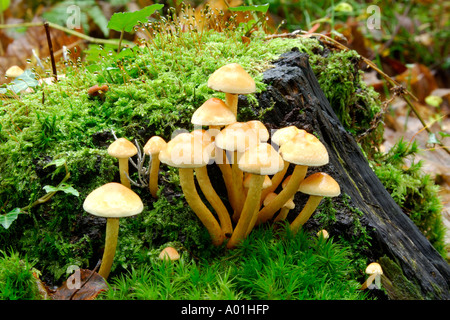 Große Ansammlung von Pilzen wahrscheinlich Sulphur Tuft Grünblättriger Fasciculare wachsen auf Moos bedeckt Baumstumpf Stockfoto