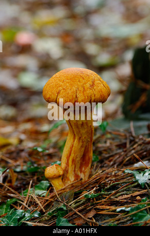 Unbekannte Spezies der braune Pilze wachsen auf einem Waldboden Stockfoto