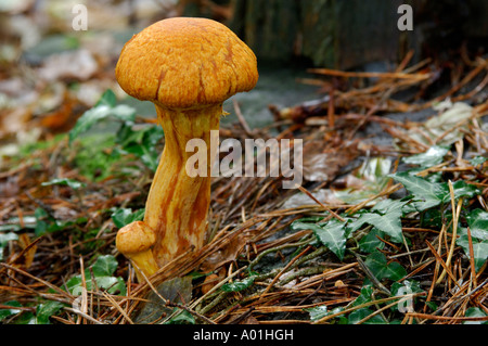 Unbekannte Spezies der braune Pilze wachsen auf einem Waldboden Stockfoto