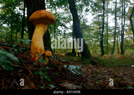 Unbekannte Spezies der braune Pilze wachsen auf einem Waldboden Stockfoto