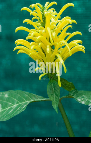 Gelben brasilianischen Plume Blume Acanthaceae Jacobinia oder Justicia Carnea Brasil Stockfoto