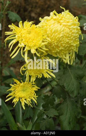 Leuchtende gelbe Chrysanthemen blühen in voller Blüte, gefangen in Sikkim, Indien. Nahaufnahme der wunderschönen Blumenblüten und des grünen Laubs. Stockfoto
