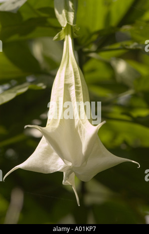 Große weiße Blüten von Angel's Trompete oder Jimson Weed Datura Stramonium Pflanze hängen in Sikkim, Indien. Stockfoto