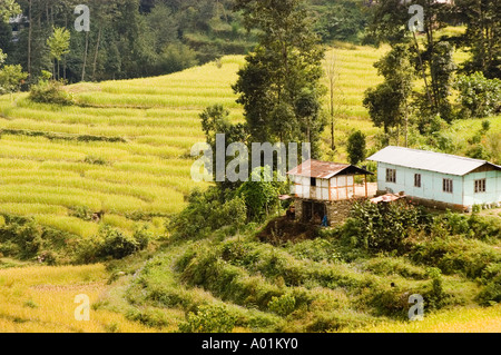 Lebhafte gelbe Gerstenterrassenfelder in der Nähe von Gangtok Sikkim India mit kleinen Hügelhäusern und einer dichten Waldlandschaft im Himalaya. Stockfoto