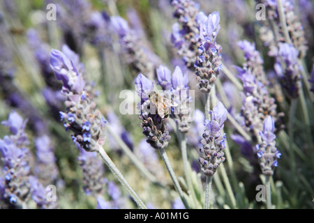 Lila Blüte Lavendel Strauch, Honigbiene, detail Stockfoto