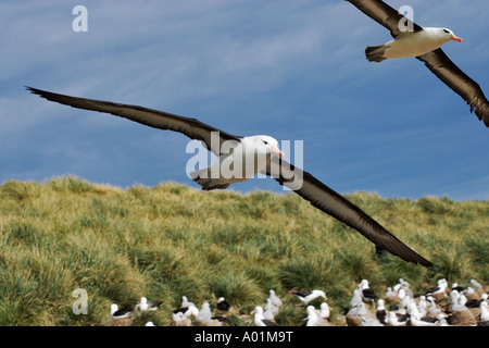 Black-Browed Albatros Diomedea Melanophris Erwachsenen fliegen über große Kolonie Steeple Jason Island Falkland-Inseln Stockfoto