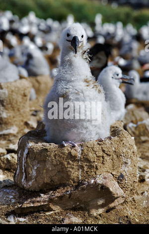 Black-Browed Albatros Küken Diomedea Melanophris Steeple Jason Island Falkland-Inseln Stockfoto