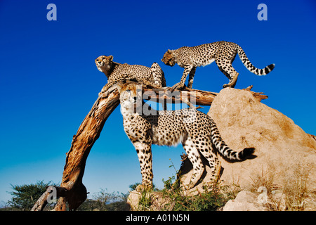 Gruppe von Geparden mit Termite Mound und Niederlassung als Aussichtspunkt Namibia Stockfoto