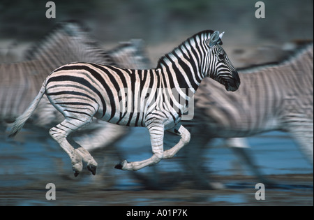 Burchells Zebra Equus Burchelli Panik zur Wasserstelle Etosha Nationalpark Namibia Stockfoto