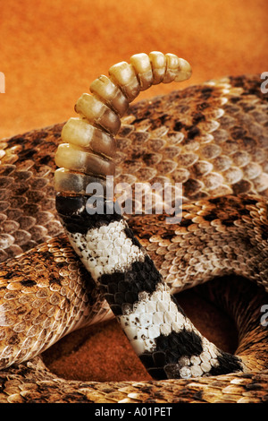 Western Diamondback Klapperschlange Crotelus Atrox Nahaufnahme von Rattle Dist Südwesten USA Stockfoto